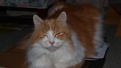 Missed caturday itt high