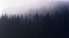Mist forests