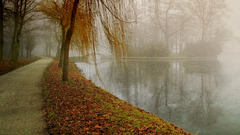 Mist place nature fall