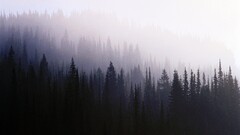 mist Trees forest nature