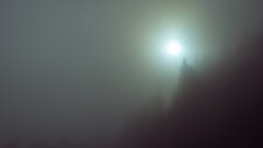 mist Trees nature fall