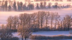 Misty morn winter scenery
