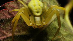 Misumena vatia insects spider