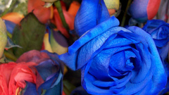 Mix blue Japanese Women