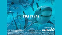 Mma ufc PRIDE Fighting Championship