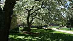 Moar Flowers high flower