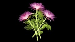 Models black Flowers