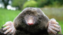 Mole lolk creatures Animals