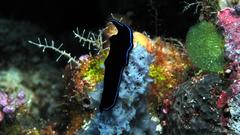 Mollusk underwater Life form