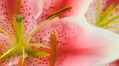 Monitor 1920x1080 dual dumping stinkerdeux