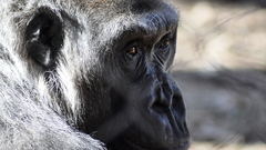 Monkey Animals zoo singe