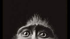 Monkey eyes monochrome Animals