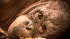 Monkeys Around the World Evan Spiler