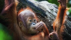 Monkeys baby animals orangutans