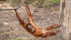 Monkeys baby animals orangutans