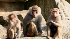 Monkeys funny photography Animals