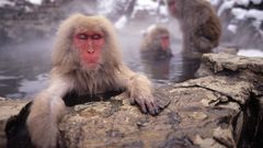 Monkeys geysers