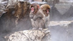 Monkeys japanese macaque