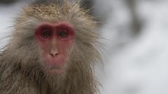 Monkeys japanese macaque snow monkey