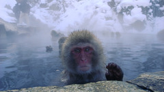 Monkeys macaques japanese macaque