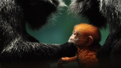 Monkeys national geographic baby animals