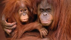 Monkeys primates nature Animals