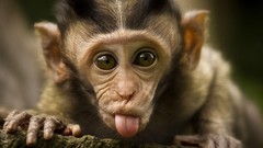 Monkeys tongue baby animals