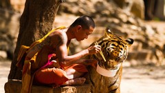 Monks Tigers bengal tigers