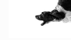 monochrome Animals dog Simple Background white background white