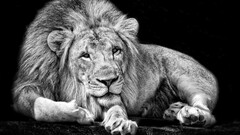 monochrome Animals lion black white big cats Mammals