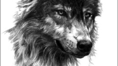 Monochrome artwork drawings Julie