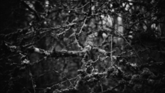 Monochrome branches