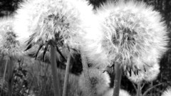 Monochrome dandelions dandelion