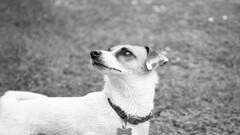 monochrome dog Animals Mammals