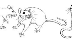 Monochrome drawings Rats mice