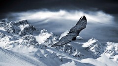 Monochrome Eagles