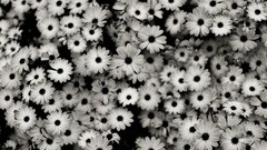 monochrome Flowers Plants