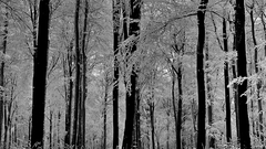 Monochrome forests