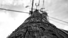 Monochrome forests grayscale low-angle shot electricity pole 