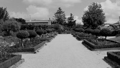 monochrome Garden old vintage photography outdoors Plants