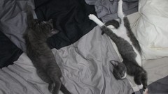 Monochrome Kittens contrast littleTeufel