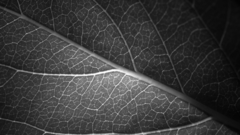Monochrome macro nature leaf