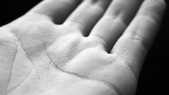 Monochrome palm widescreen abstract