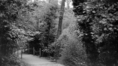 monochrome photography nature vintage old Trees Plants outdoors