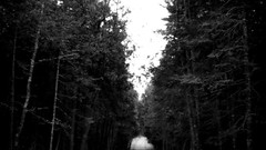 Monochrome roads Trees forests