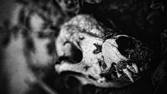 Monochrome skulls