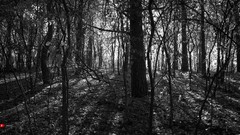 Monochrome sunlight forests Trees
