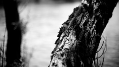 Monochrome tree trunk