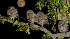 Moon Birds Owls