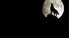 Moon black background Wolves